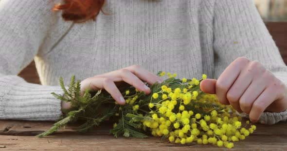 Hands of an Anonymous Girl Touch the Yellow Mimosa Flower on a Wooden Table