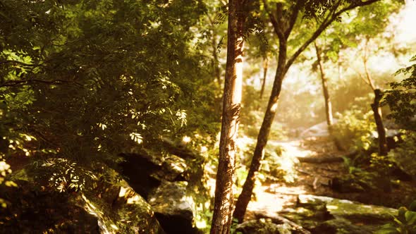 Colorful Mystical Forest with Sun Ray and Lens Flare at Morning