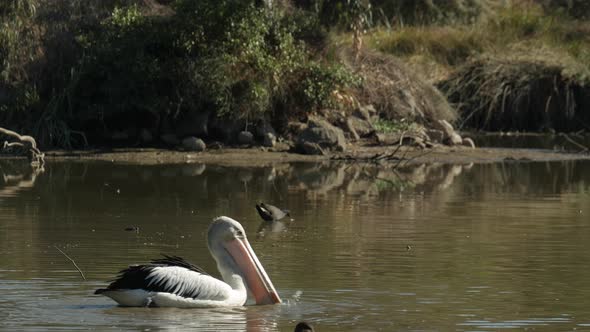 Australian white pelican swims in the water with a large bread roll. The bird struggles to soak the