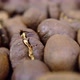 Moving over heap of roasted coffee beans. Extreme macro close-up - VideoHive Item for Sale