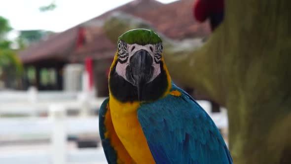 Macaw