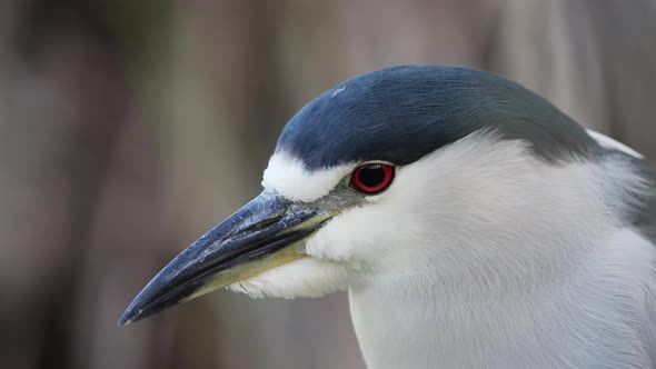 A Close up Head Shot of a Black-Crowned Night Heron with Beautiful Coloured Head.