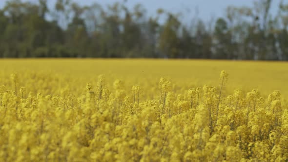 Rapeseed Field In Spring