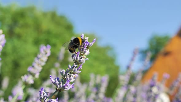 Bumblebee on lavender flower with colorful a background