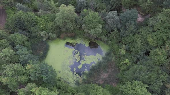 Fly Over Swamp