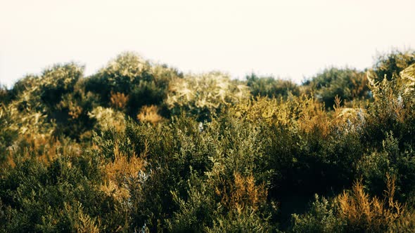 Dried Grass Tufts on Moorland