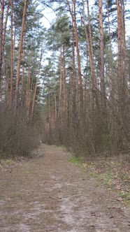 Vertical Video of a Road in the Forest