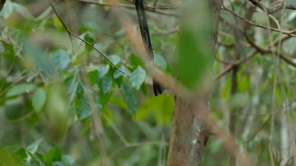 Broad-billed Motmot bird on tree branch. Pedestal up