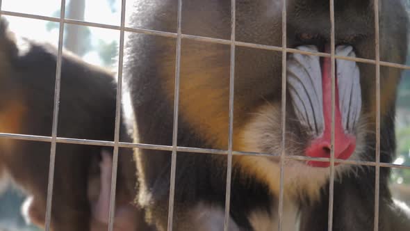 Close-up of a male mandrill in captivity as he picks seeds and insects from the ground and eats them