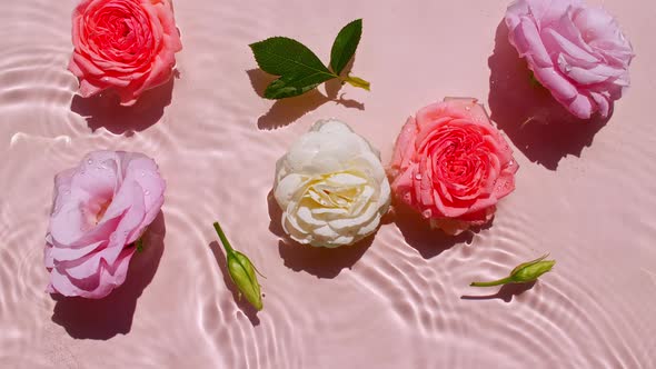 Pink Rose Flowers on Water Surface and of Waves on Pink Background