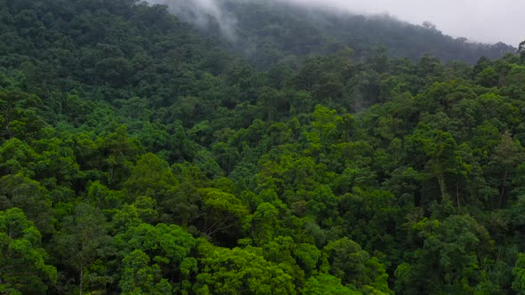 The Mountains Are Covered in Rainforest. Mountain Peaks in a Tropical Climate