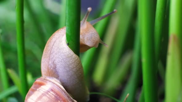 The Snail Helix Pomatia Crawls Onto the Stem of a Plant in the Forest