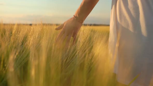 Woman Hand In Wheat Field