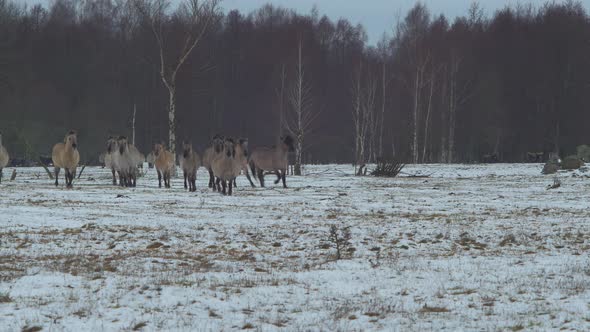 Group of wild horses (Konik Polski) running towards the camera over the snow covered field in cloudy