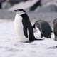 Chinstrap Penguins on beach - VideoHive Item for Sale