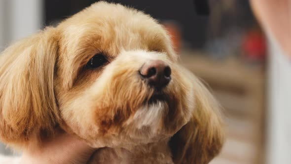 Haircut of a Dog's Head with Scissors