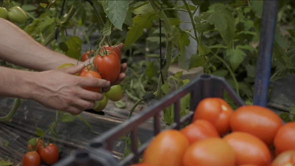 Agricultor recoge tomates de la mata en campo / terreno / finca