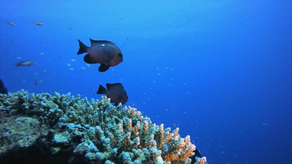 Coral Garden Orange Blue Green Fish