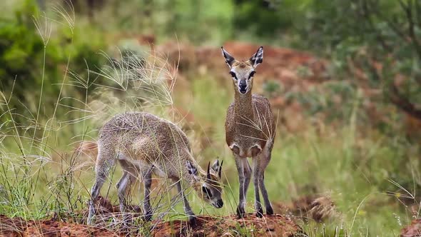 Klipspringer in Mapungubwe National park, South Africa