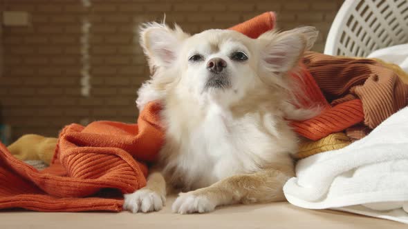 little lap dog messy playing fold cloths basket on wooden laundry table home concept background