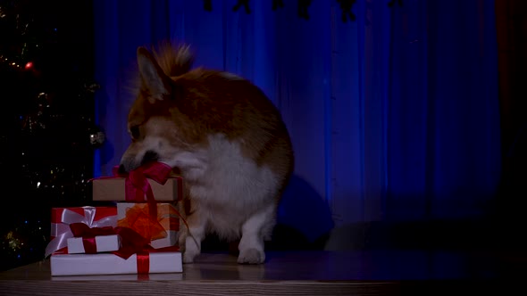 A Welsh Corgi Dog Sneaks Into a Dark Room Decorated for the New Year at Night