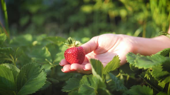 A Woman Holding Her Fresh Red Strawberry Fruit in Her Flower Green Garden. Concept of Organic