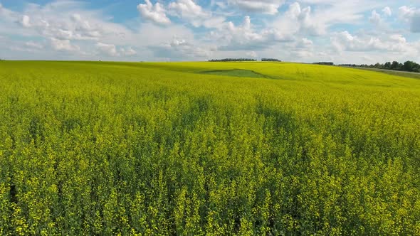 Aerial View on Beautiful Flowering Rapeseed Field