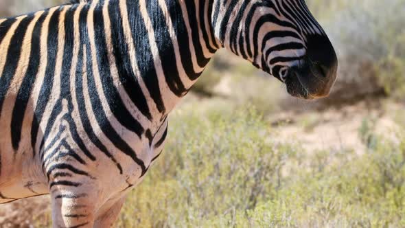 Zebra grazing on grassland 