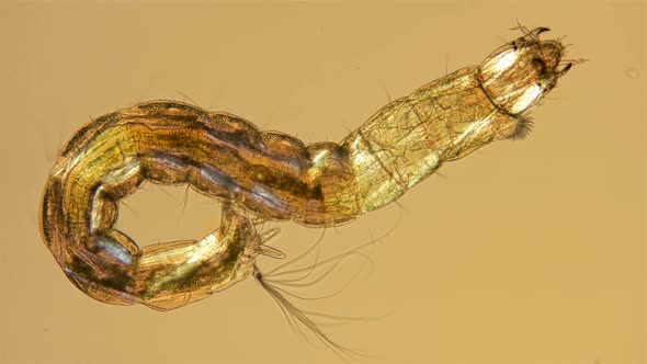 Insect Larva Chironomidae Under the Microscope