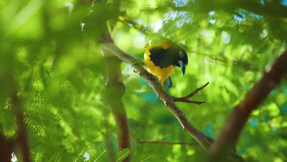 A Beautiful Black And Yellow Troupial Bird Perched On A Flamboyant Tree - Close Up