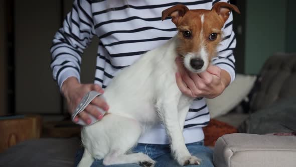 Woman Brushing Her Dog at Home