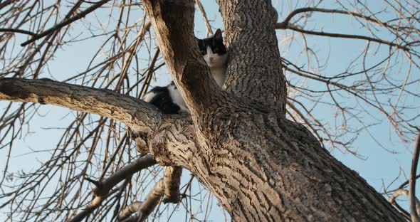 Bicolor Black and White Cat Stucked in a Tree, Looking Afraid to Climb Down on Sunny Day in slowmo