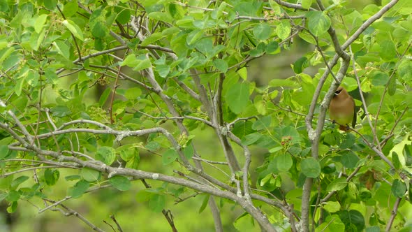 Small colourful bird jumping from branch to branch on a cloudy day in the spring in Canada. Steady s