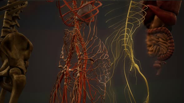 Animated 3D Human Anatomy Illustration