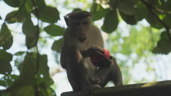 Monkey with Short Fur Sits on Roof and Enjoys Eating Apple