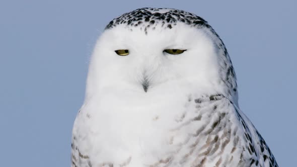 Snowy Owl turns head back and forth CLOSE UP