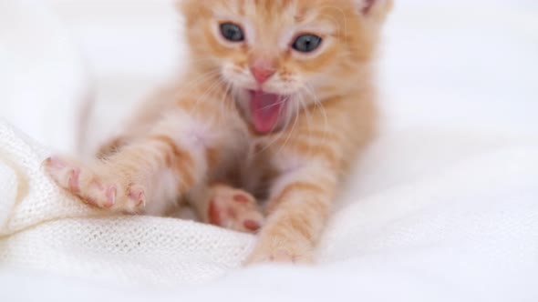 Portrait Striped Red Ginger Kitten Wakes Up Yawns and Stretches