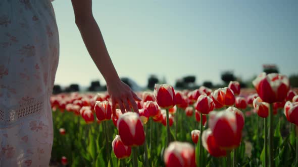 Unrecognizable Woman Hand Touching Red Tulips