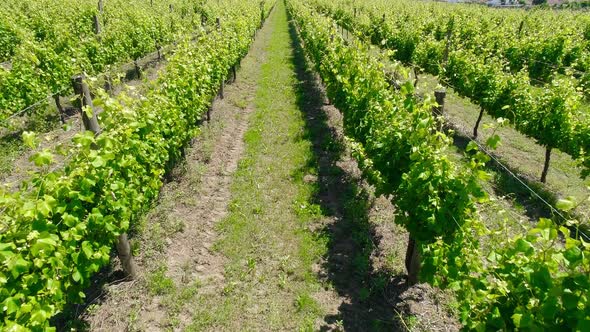 Rows of Green Corn Shoots in Summer