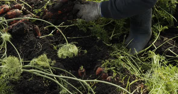 Female Hands Pluck Carrots In The Field And Shake The Ground