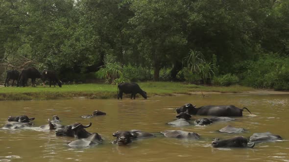 Animals of Sri Lanka. Buffalos in the Lake.