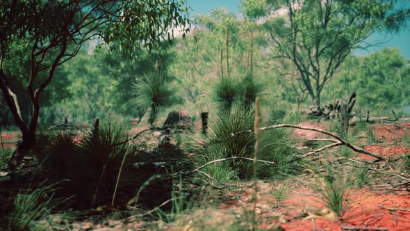 Red Sand Bush with Trees