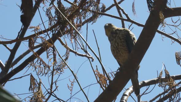 Fiji Goshawk, predator bird perched on branch looking around in wooded habitat