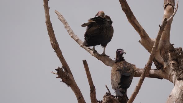 Hooded vulture in a tree in The Gambia