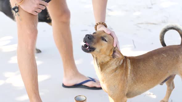 A Friendly Dog Welcoming a Foreign Visitor in the Tropical Island in Asia