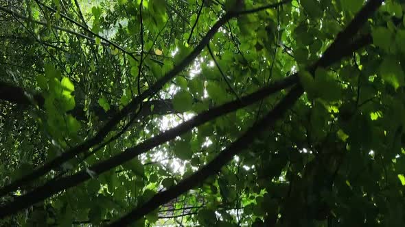 Vertical Video of a Forest with Trees