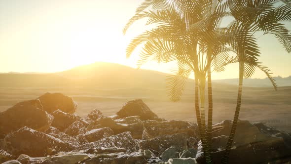 Palms in Desert at Sunset