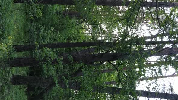 Vertical Video of a Forest with Pine Trees