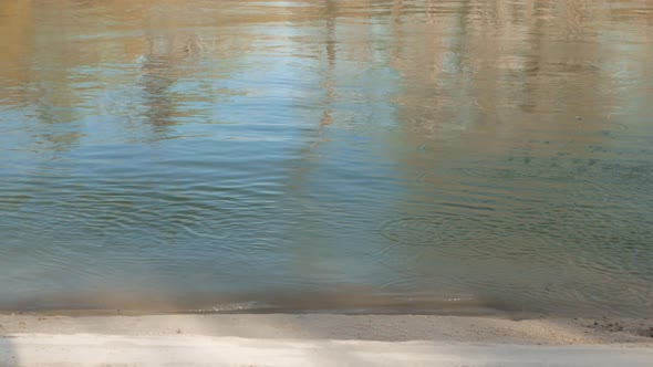 Horse Walks Along River Bank in Water Raises Splashes Beautiful Background Screensaver and Footage