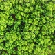 Aerial view of the forest. - VideoHive Item for Sale